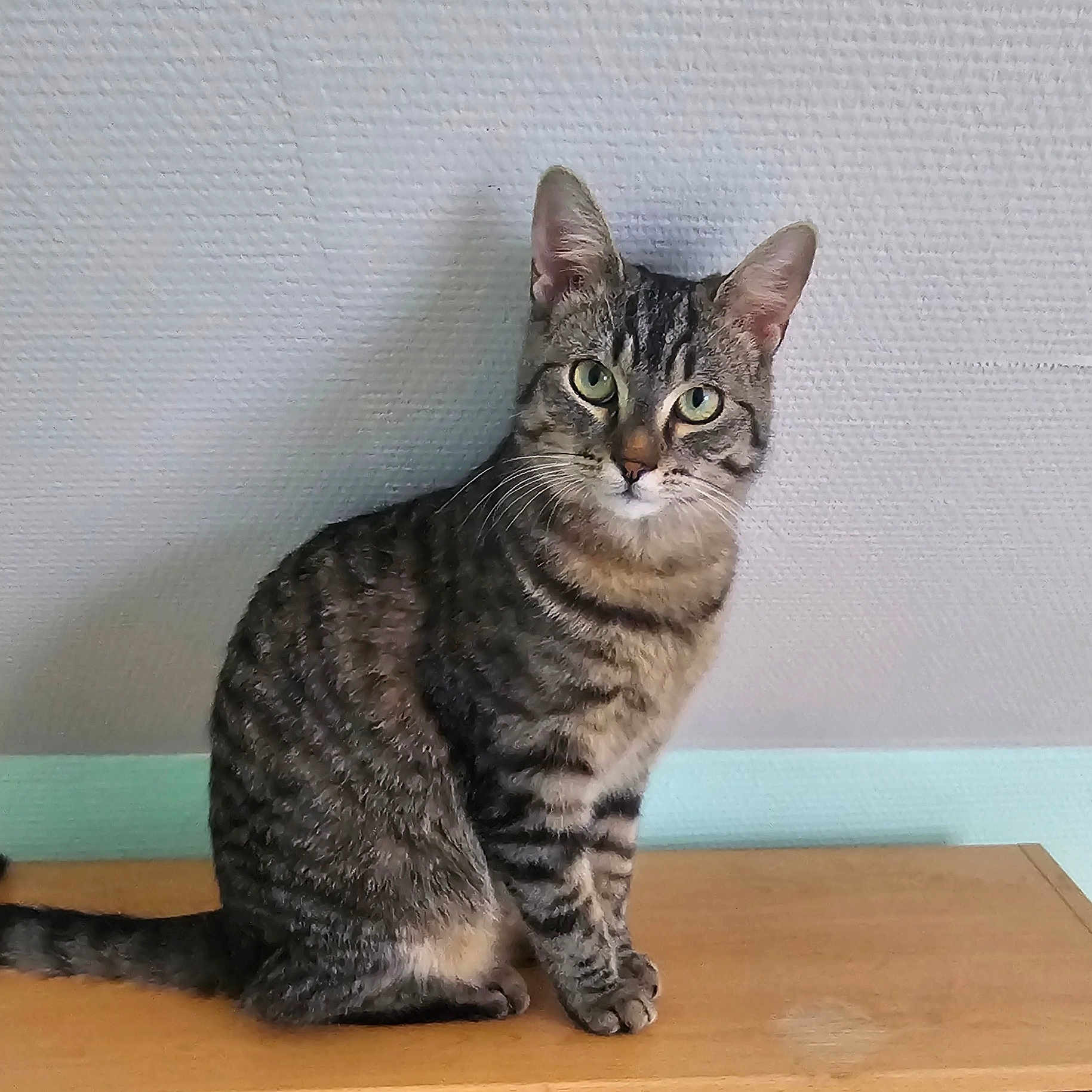 Mamour a rejoint le concours — aidez-le/la à gagner de superbes lots ! animal, attentive, calm, cat, curious, domestic_cat, ears, feline, green_eyes, house_pet, indoor, looking_at_camera, pet, sitting, striped_fur, tabby_cat, tail, texture_wall, whiskers, wooden_surface