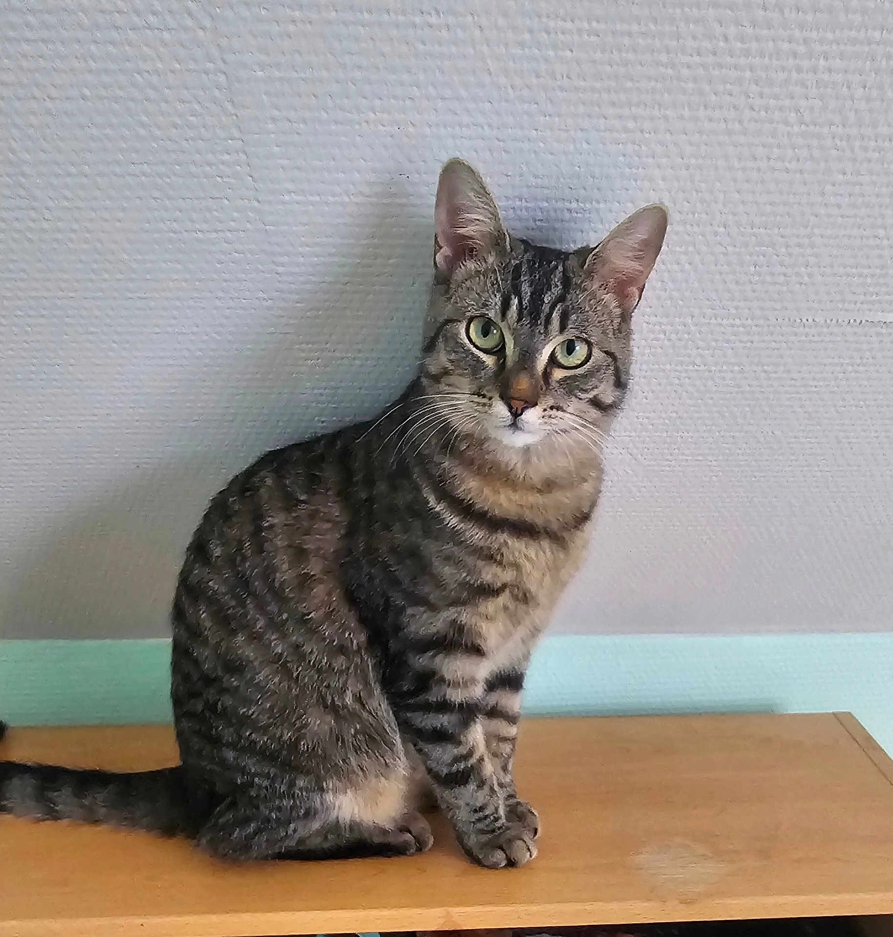 Mamour a rejoint le concours — aidez-le/la à gagner de superbes lots ! cat, tabby_cat, pet, animal, feline, green_eyes, sitting, wooden_surface, indoor, curious, looking_at_camera, striped_fur, whiskers, ears, tail, texture_wall, domestic_cat, calm, attentive, house_pet