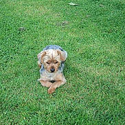 Bandit participe au concours pour gagner de l'argent avec cette photo :