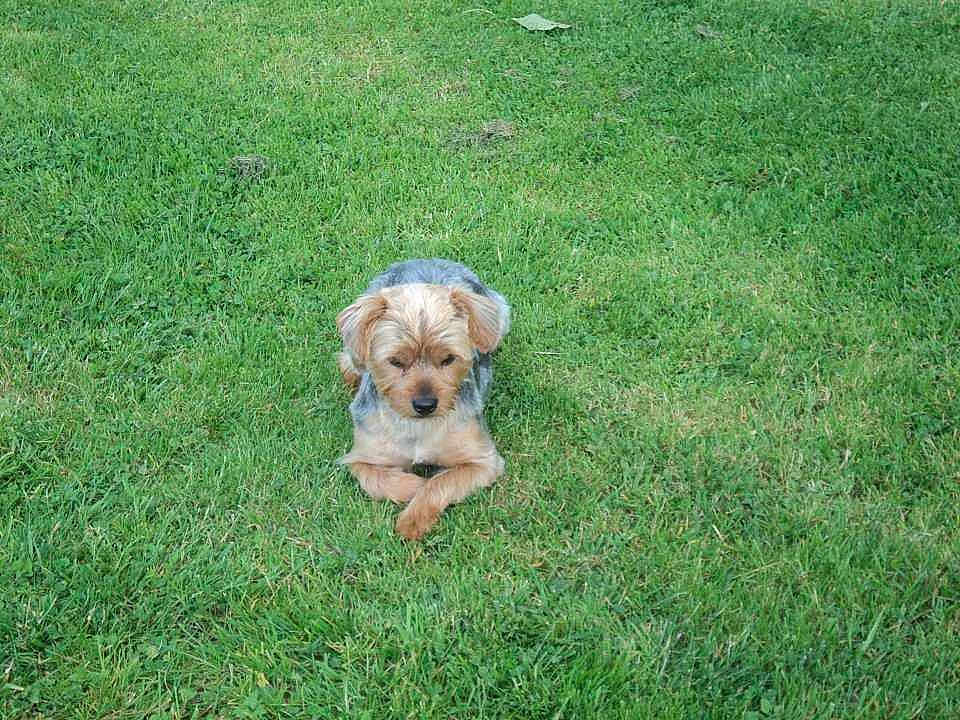 Bandit