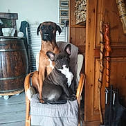 Ophelia Kayline a rejoint le concours — aidez-le/la à gagner de superbes lots ! dog, chair, wooden_furniture, indoor, cushion, walking_stick, floor, rustic, pets, brown_dog, black_dog, wooden_wall, barrel, home, relaxed, seated, two_dogs, curious, companion, domestic