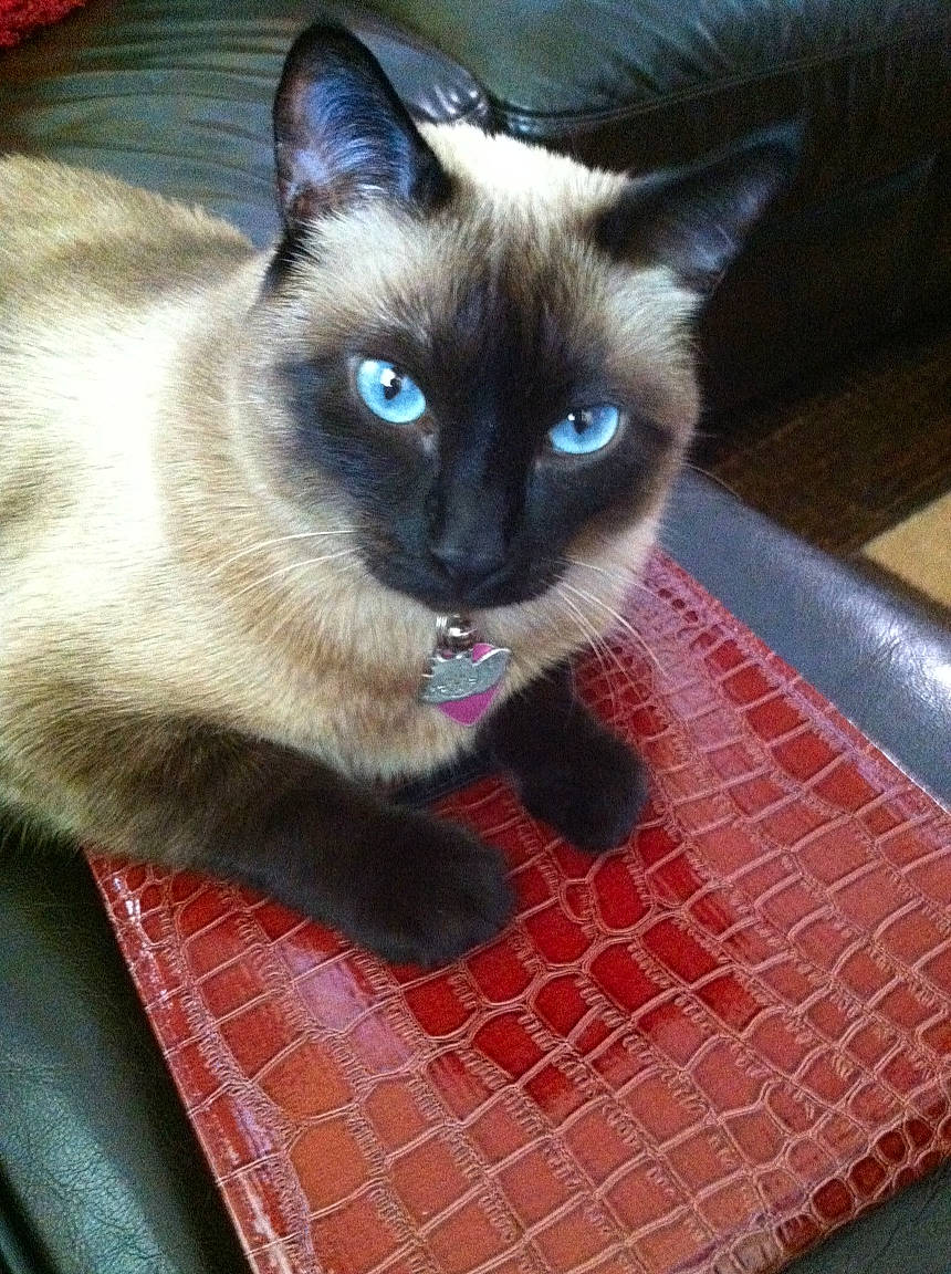 Bella joined the competition — help win amazing prizes! balinese, carnivore, cat, electric_blue, fawn, felidae, flooring, fur, iris, pattern, pet_supply, siamese, small_to_medium_sized_cats, snout, tartan, whiskers