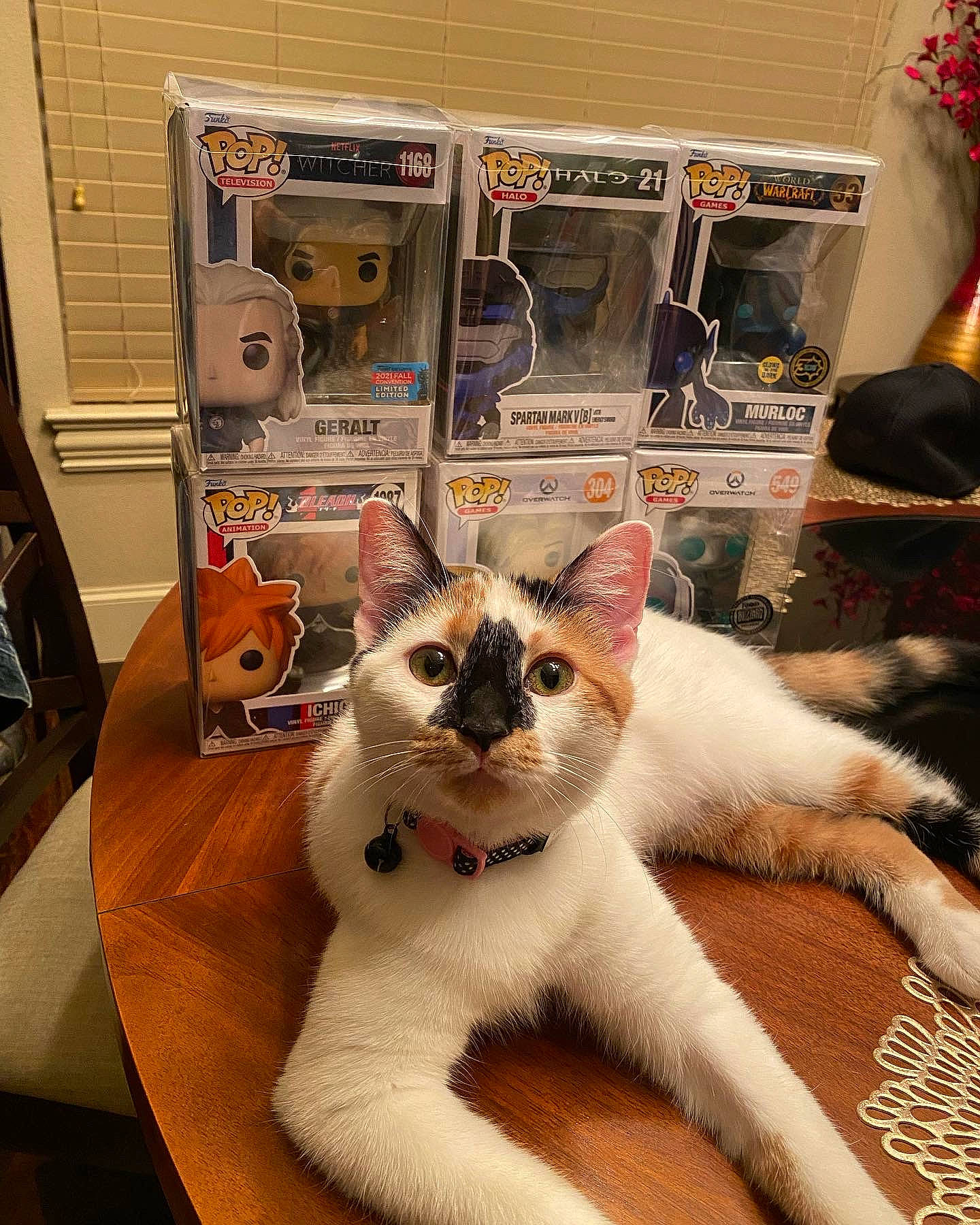 Stella is registered to the contest to win money with this photo: carnivore, cat, domestic_short_haired_cat, felidae, flooring, fur, home_appliance, machine, paw, small_to_medium_sized_cats, snout, table, tail, whiskers