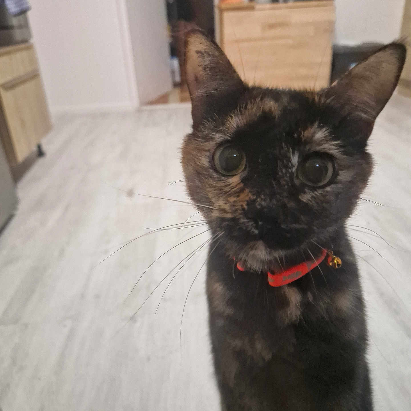 Tarja participe au concours pour gagner de l'argent avec cette photo : animal, appliance, background_blur, cabinet, cat, close_up, collar, curious, domestic_animal, feline, floor, fur, indoor, kitchen, orange_collar, pet, portrait, tortoiseshell_cat, whiskers, wide_eyes
