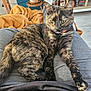 cat, tortoiseshell_cat, pet, animal, feline, lap, person, clothing, blanket, plant, pot, wooden_stool, bottle, shelf, floor, relaxed, stretching, indoor, home, casual