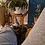 cat, tortoiseshell_cat, person, legs, socks, pants, plant, houseplant, pot, wooden_stool, wooden_table, indoor, living_room, furniture, relaxing, cozy, sleeping, pet, home, casual
