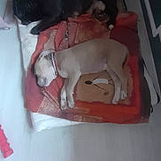 Nadine Chantreux a rejoint le concours — aidez-le/la à gagner de superbes lots ! animal, blanket, carpet, collar, cozy, dog, domestic, floor, furniture_leg, home, indoor, light, peaceful, pet, quiet, relaxation, resting, sleeping, slippers, two_dogs
