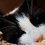 cat, close_up, black_and_white, whiskers, fur, nose, eye, resting, blanket, soft_texture, cozy, pet, animal, domestic_cat, sleepy, relaxed, indoor, cute, portrait, closeup