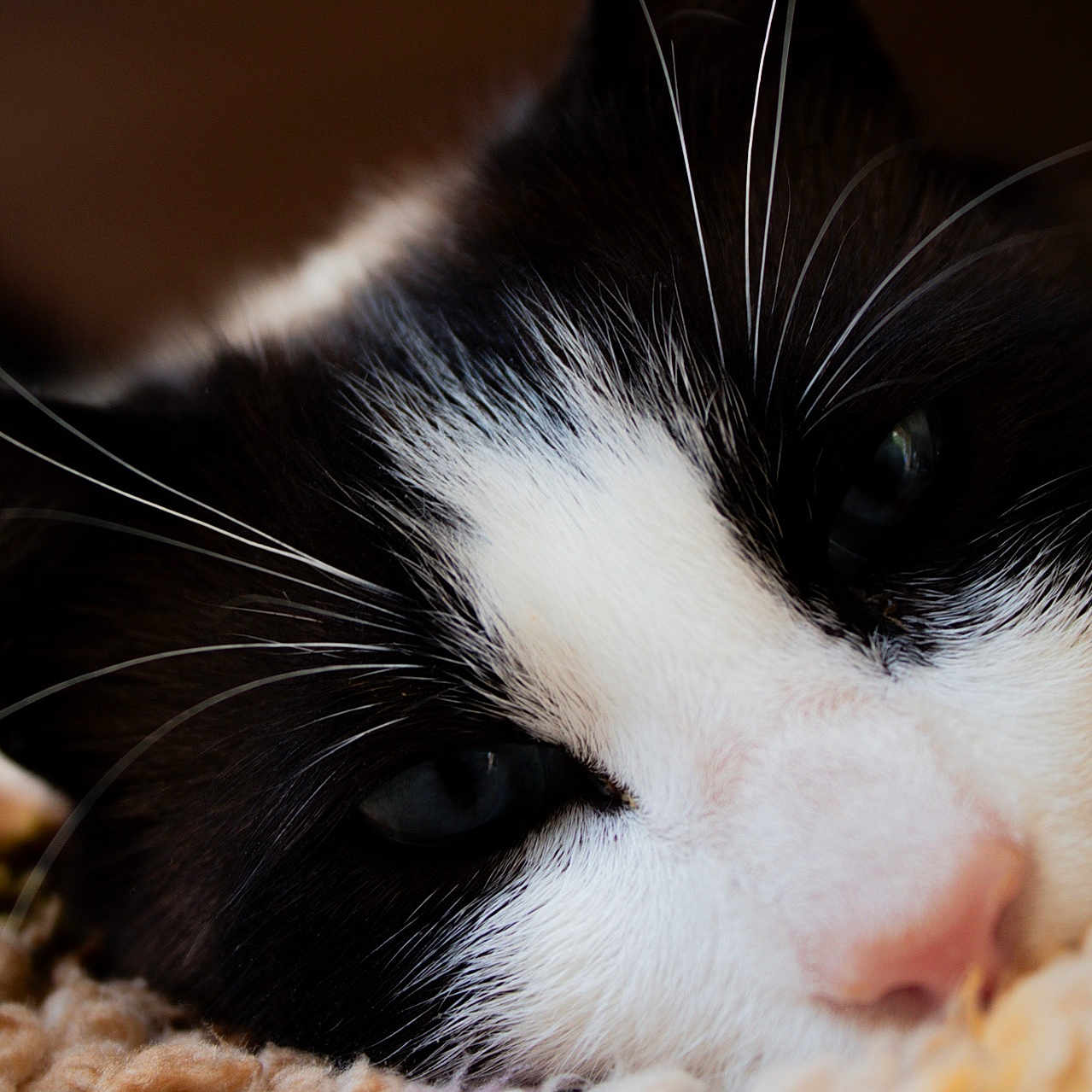Uno participe au concours pour gagner de l'argent avec cette photo : animal, black_and_white, blanket, cat, close_up, closeup, cozy, cute, domestic_cat, eye, fur, indoor, nose, pet, portrait, relaxed, resting, sleepy, soft_texture, whiskers