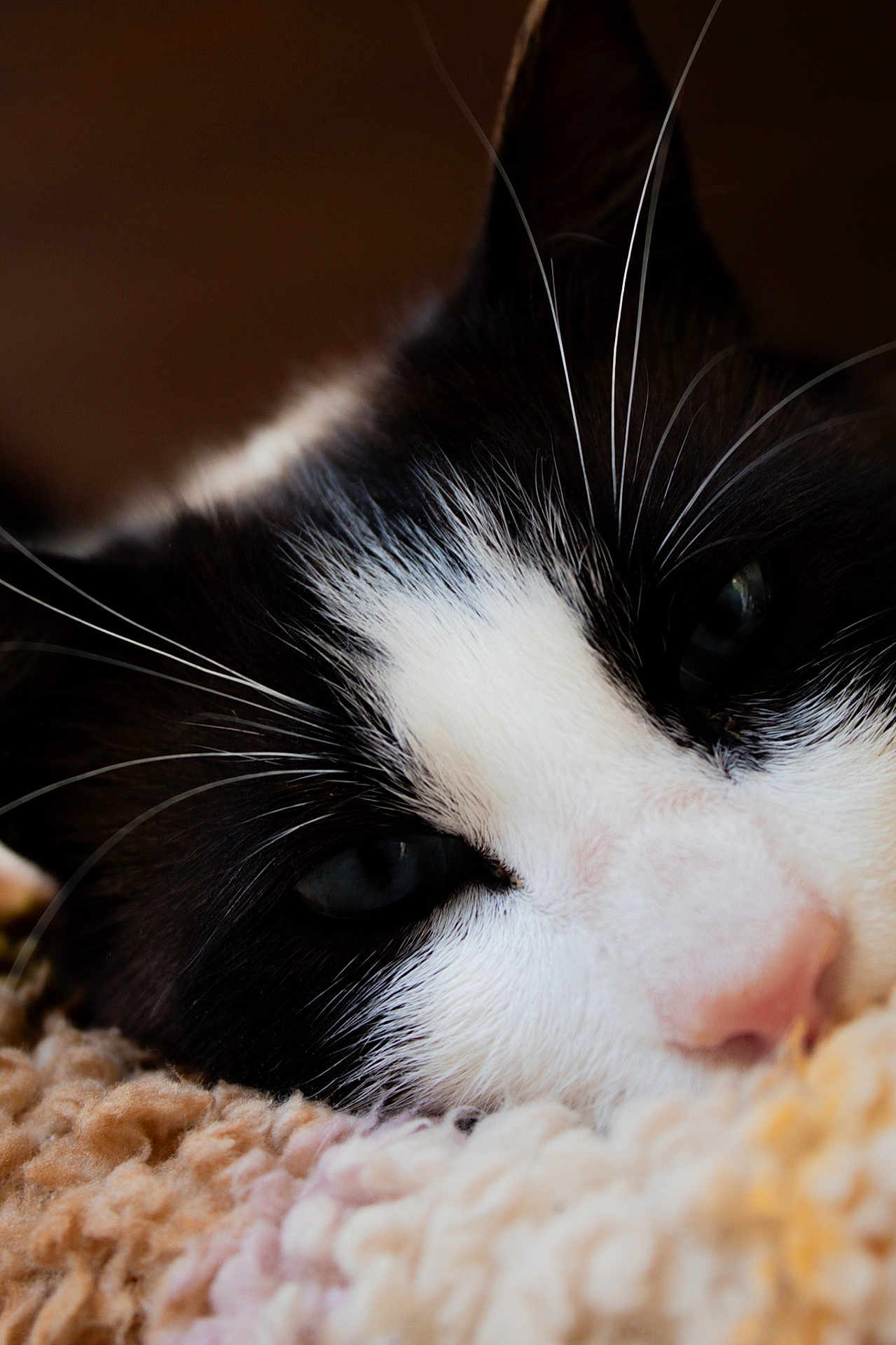 Uno participe au concours pour gagner de l'argent avec cette photo : cat, close_up, black_and_white, whiskers, fur, nose, eye, resting, blanket, soft_texture, cozy, pet, animal, domestic_cat, sleepy, relaxed, indoor, cute, portrait, closeup
