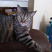 Allie joined the competition — help win amazing prizes! animal, cat, close_up, couch, curious, domestic_cat, ears, furniture, green_eyes, home, household, indoor, looking, mammal, pet, relaxing, resting, striped_fur, tabby_cat, whiskers