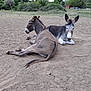 Pépito participe au concours pour gagner de l'argent avec cette photo : donkey, fauna, horse, horse_like_mammal, livestock, mare, pack_animal, snout, wildlife