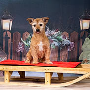 Kaboom a rejoint le concours — aidez-le/la à gagner de superbes lots ! animal, brown_dog, cozy, decorative_trees, dog, fence, festive, floor, fur, holiday_decor, indoor, lantern, pet, pine_trees, portrait, red_cushion, sled, tongue_out, winter_theme, wooden_furniture