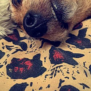 Kaboom participe au concours pour gagner de l'argent avec cette photo : carnivoran, dog, dog_breed_group, dog_like_mammal, fur, nose, paw, puppy, snout, whiskers