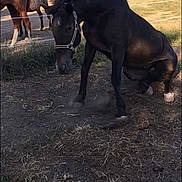 Pacom participe au concours pour gagner de l'argent avec cette photo : grass, horse, horse_like_mammal, horse_supplies, livestock, mare, mustang_horse, pack_animal, pasture, snout, stallion