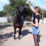 Perle a rejoint le concours — aidez-le/la à gagner de superbes lots ! equestrianism, horse, horse_like_mammal, horse_supplies, horse_tack, livestock, mane, mare, mustang_horse, pack_animal, stallion, tree