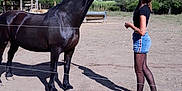 Perle a rejoint le concours — aidez-le/la à gagner de superbes lots ! bridle, horse, horse_harness, horse_like_mammal, horse_supplies, horse_tack, livestock, mane, mare, mustang_horse, pack_animal, ranch, rein, stallion, tree