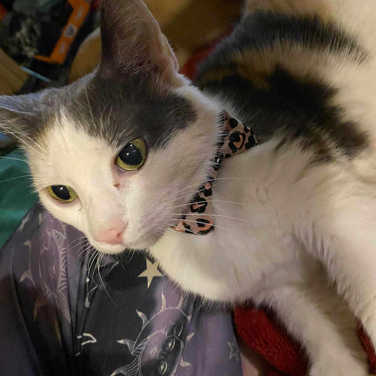 Shivers joined the competition — help win amazing prizes! animal, blanket, cat, celestial, close_up, collar, cozy, curious, domestic_cat, fur, gray_cat, indoor, leopard_print, mystical, pet, resting, stars, sun, whiskers, white_cat