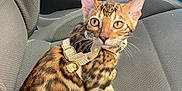 Aïko participe au concours pour gagner de l'argent avec cette photo : bengal_cat, kitten, cat, pet, car_interior, car_seat, harness, animal, feline, spotted_coat, domestic_cat, seatbelt_buckle, steering_wheel, door_handle, looking, curious, indoor, vehicle, gray_seat, whiskers