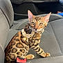 bengal_cat, kitten, cat, pet, car_interior, car_seat, harness, animal, feline, spotted_coat, domestic_cat, seatbelt_buckle, steering_wheel, door_handle, looking, curious, indoor, vehicle, gray_seat, whiskers