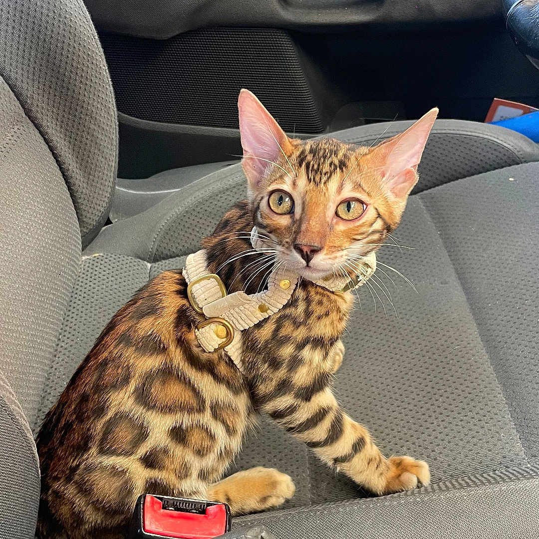Aïko participe au concours pour gagner de l'argent avec cette photo : animal, bengal_cat, car_interior, car_seat, cat, curious, domestic_cat, door_handle, feline, gray_seat, harness, indoor, kitten, looking, pet, seatbelt_buckle, spotted_coat, steering_wheel, vehicle, whiskers