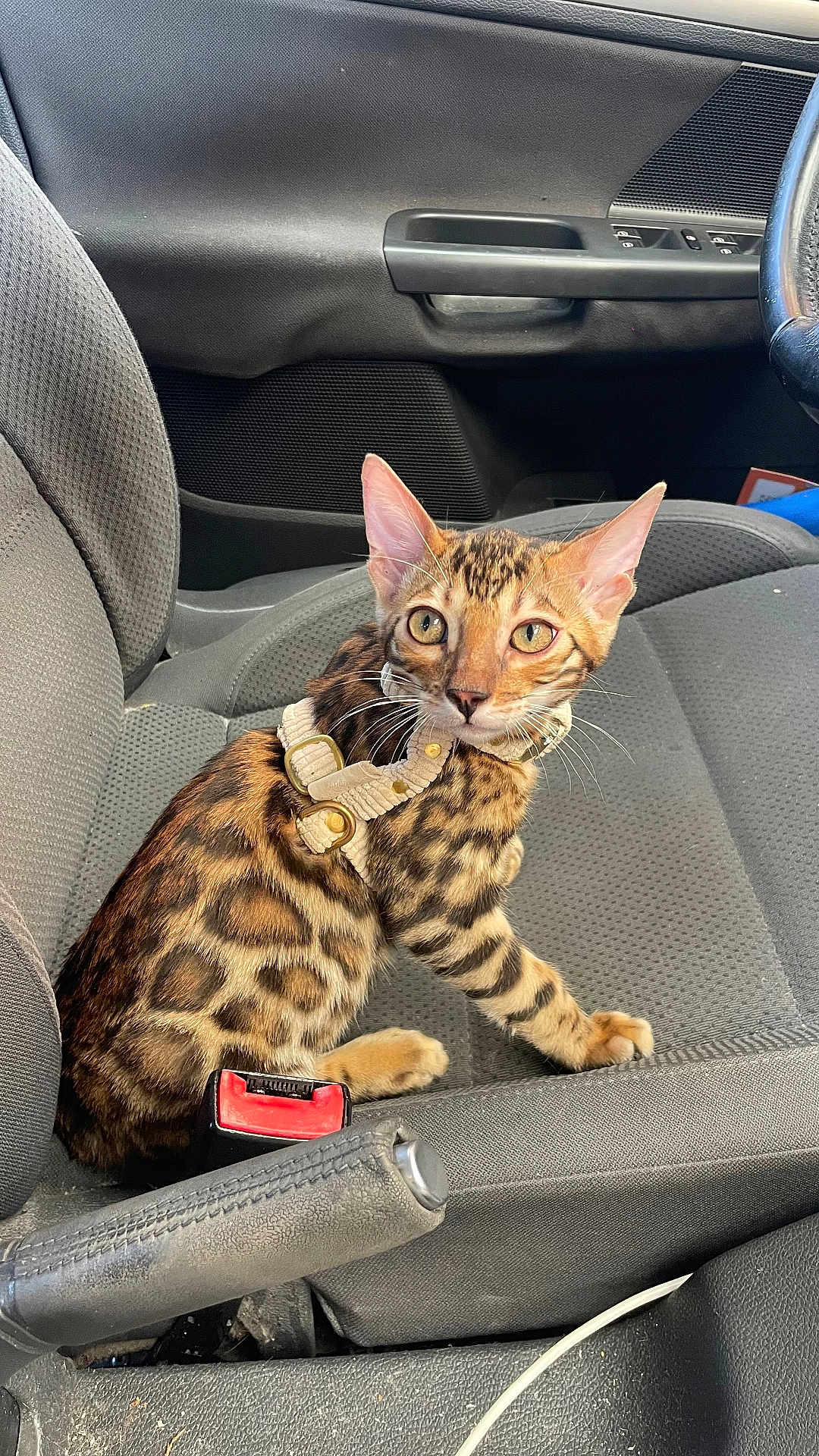 Aïko participe au concours pour gagner de l'argent avec cette photo : bengal_cat, kitten, cat, pet, car_interior, car_seat, harness, animal, feline, spotted_coat, domestic_cat, seatbelt_buckle, steering_wheel, door_handle, looking, curious, indoor, vehicle, gray_seat, whiskers