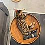 Aïko a rejoint le concours — aidez-le/la à gagner de superbes lots ! cat, bengal_cat, wooden_tray, remote_control, table, indoor, pet, striped, relaxing, feline, tail, ear, fur_pattern, domestic_cat, electronics, modern_home, floor_tiles, sofa, couch, comfortable