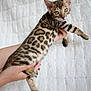 Aïko a rejoint le concours — aidez-le/la à gagner de superbes lots ! cat, bengal_cat, animal, pet, feline, spotted, hands, white_background, quilt, domestic_cat, fur, whiskers, ears, eyes, cute, young_cat, mammal, indoor, holding, curious