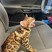 Aïko participe au concours pour gagner de l'argent avec cette photo : bengal_cat, cat, pet, animal, car_interior, car_seat, gray_seat, steering_wheel, seatbelt_buckle, harness, feline, whiskers, open_mouth, yawning_cat, window, door_handle, car_door, indoor, transportation, closeup