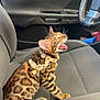 bengal_cat, cat, pet, animal, car_interior, car_seat, gray_seat, steering_wheel, seatbelt_buckle, harness, feline, whiskers, open_mouth, yawning_cat, window, door_handle, car_door, indoor, transportation, closeup