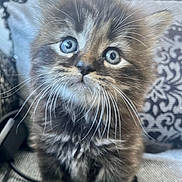 Fidji participe au concours pour gagner de l'argent avec cette photo : kitten, cat, blue_eyes, fluffy, whiskers, pet, animal, cute, couch, pillow, indoor, furniture, close_up, young, fur, small, domestic_animal, curious, sitting, texture