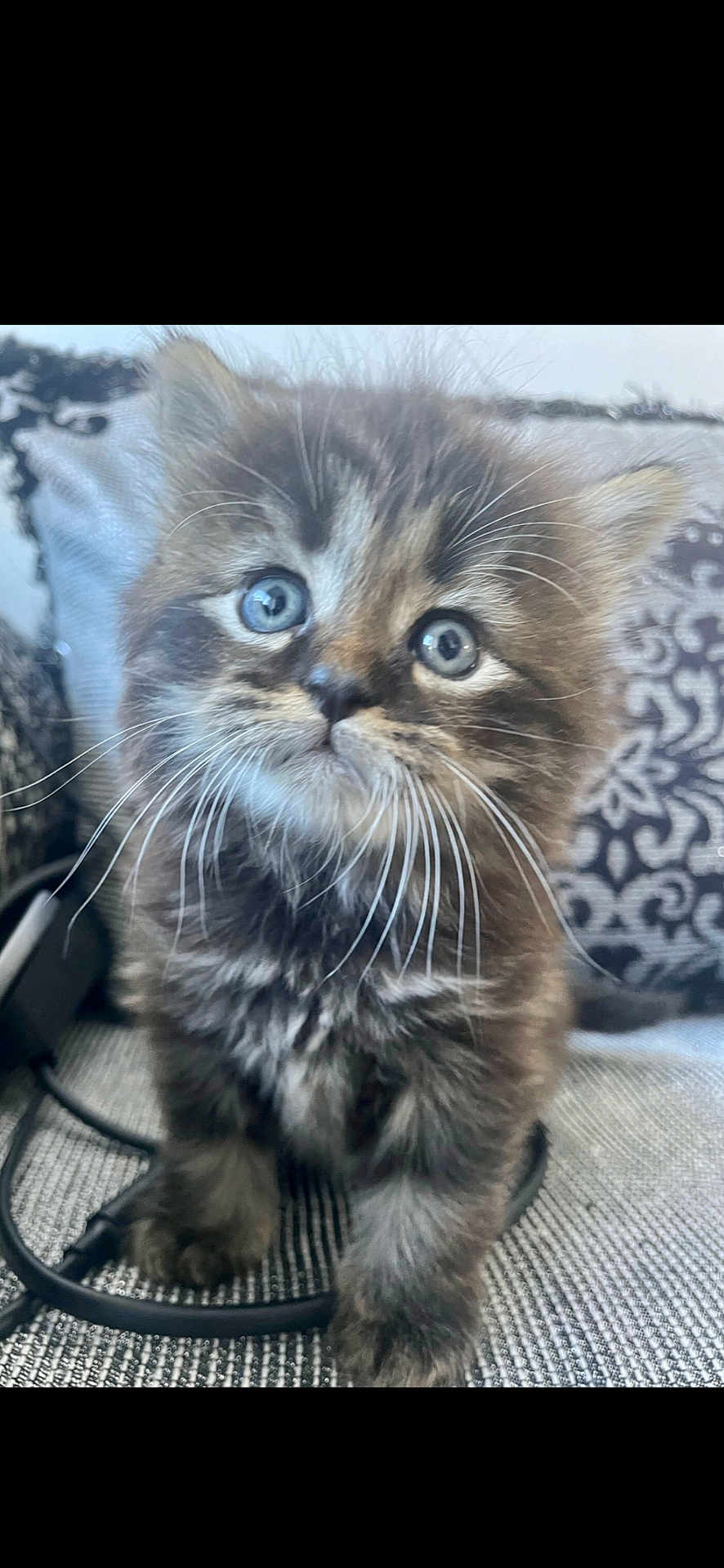 Fidji participe au concours pour gagner de l'argent avec cette photo : kitten, cat, blue_eyes, fluffy, whiskers, pet, animal, cute, couch, pillow, indoor, furniture, close_up, young, fur, small, domestic_animal, curious, sitting, texture