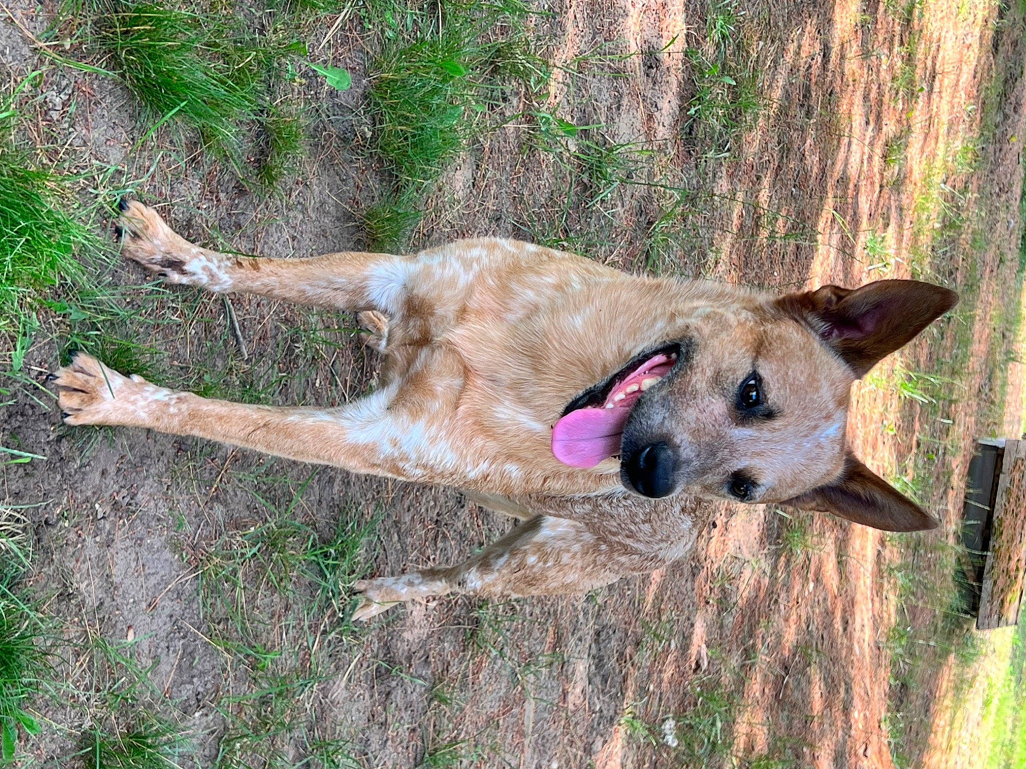 Bronco joined the competition — help win amazing prizes! canidae, carnivore, collar, companion_dog, dog, dog_breed, dog_supply, fawn, german_shepherd_dog, grass, grassland, guard_dog, plant, sporting_group, tail, terrestrial_animal, wildlife, wood, working_animal, working_dog