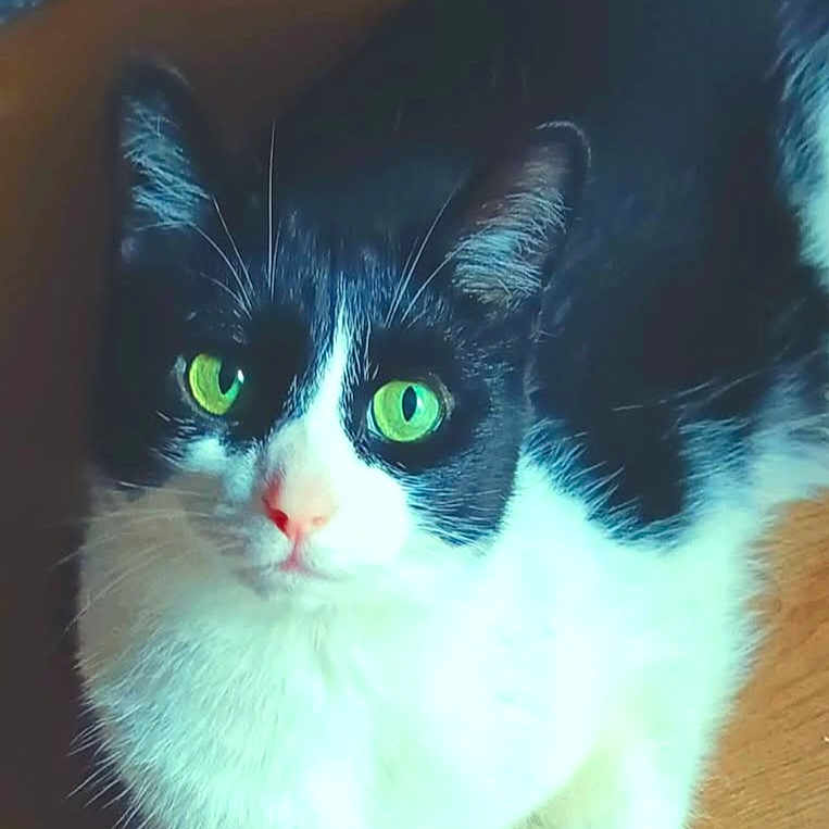Miss Bandit joined the competition — help win amazing prizes! animal, black_and_white, cat, closeup, companion, cute, domestic_cat, ears, feline, fur, green_eyes, indoor, looking, nose, paws, pet, portrait, sitting, whiskers, wooden_floor