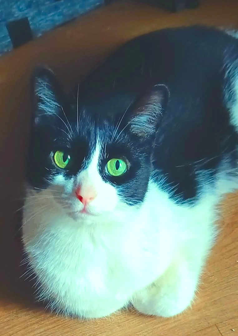 Miss Bandit joined the competition — help win amazing prizes! cat, black_and_white, green_eyes, fur, indoor, wooden_floor, pet, animal, whiskers, cute, sitting, looking, closeup, domestic_cat, feline, ears, nose, paws, portrait, companion