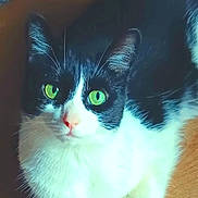 Smo is registered to the contest to win money with this photo: cat, black_and_white, green_eyes, fur, indoor, wooden_floor, pet, animal, whiskers, cute, sitting, looking, closeup, domestic_cat, feline, ears, nose, paws, portrait, companion