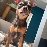 Willow a rejoint le concours — aidez-le/la à gagner de superbes lots ! dog, small_dog, alert, ears, bed, indoor, pet, canine, fur, brown_fur, black_fur, animal, looking_at_camera, confident, modern_room, blue_wall, furniture, cozy, portrait, cute