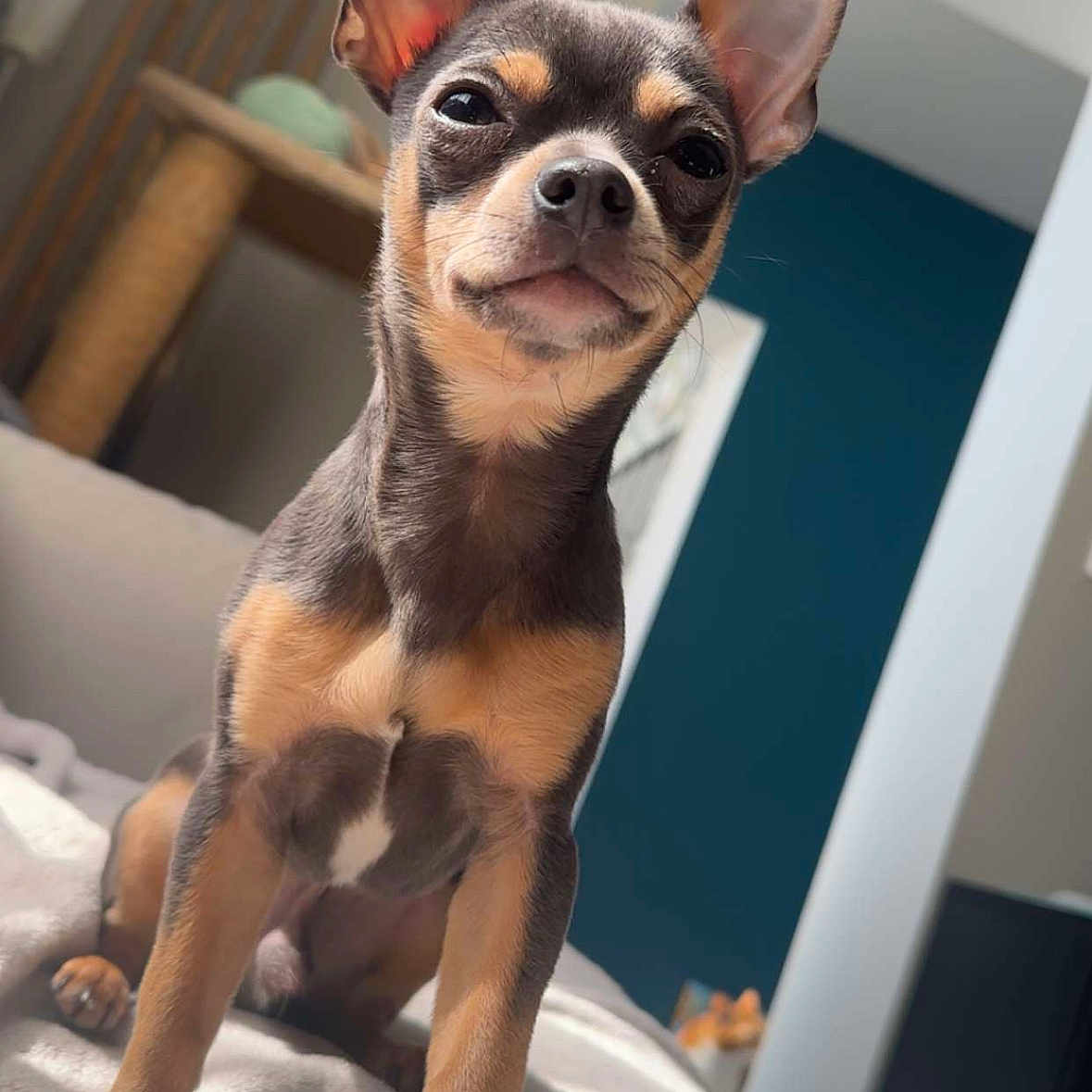 Willow a rejoint le concours — aidez-le/la à gagner de superbes lots ! dog, small_dog, alert, ears, bed, indoor, pet, canine, fur, brown_fur, black_fur, animal, looking_at_camera, confident, modern_room, blue_wall, furniture, cozy, portrait, cute