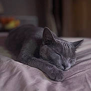 Nala participe au concours pour gagner de l'argent avec cette photo : cat, sleeping, gray_cat, bed, paw, fur, cozy, indoor, rest, animal, pet, cute, relaxation, soft, comfort, closeup, feline, whiskers, peaceful, nap