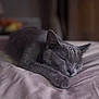 cat, sleeping, gray_cat, bed, paw, fur, cozy, indoor, rest, animal, pet, cute, relaxation, soft, comfort, closeup, feline, whiskers, peaceful, nap