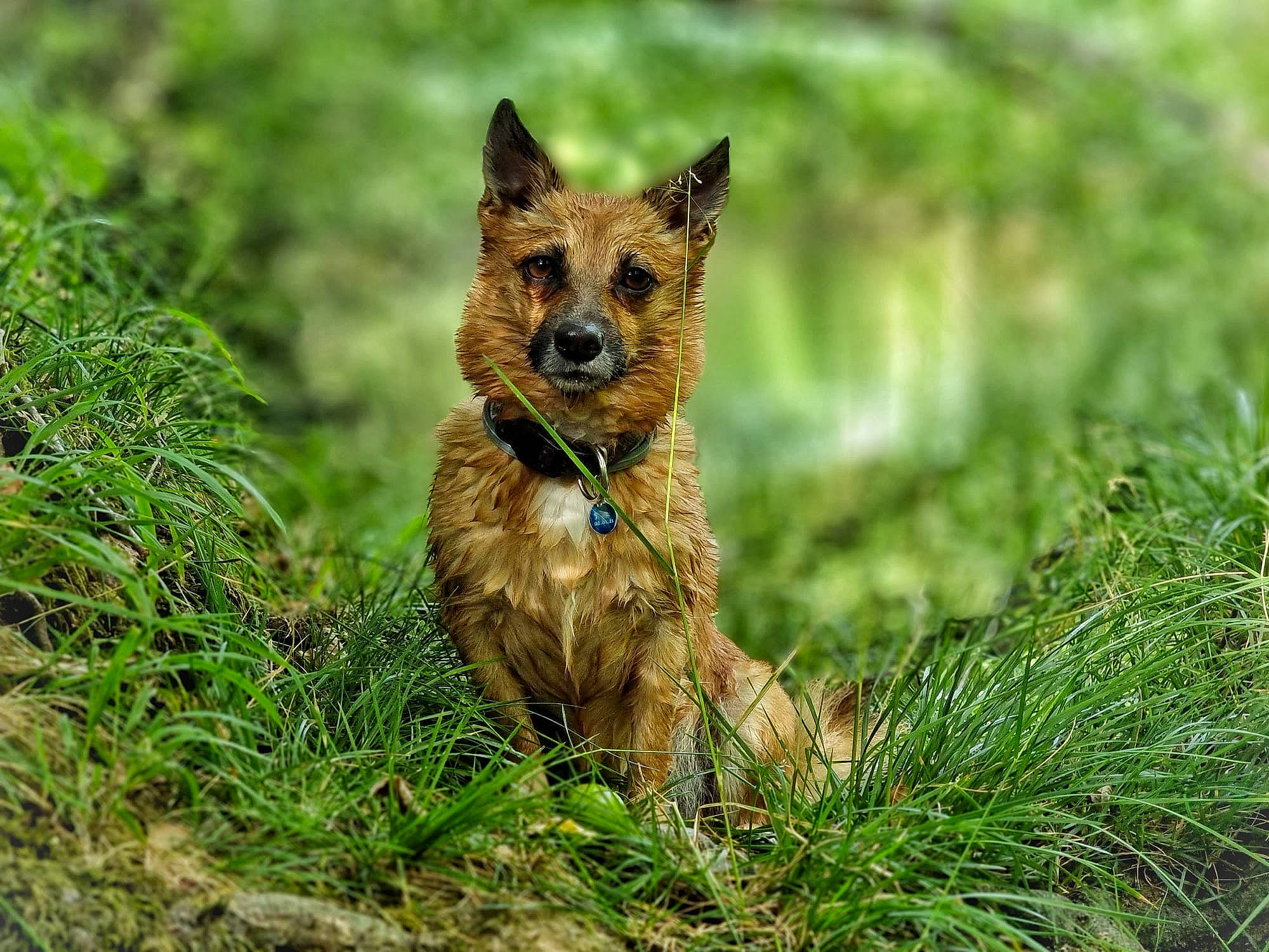 Hadès participe au concours pour gagner de l'argent avec cette photo : canidae, carnivore, companion_dog, dog, dog_breed, fawn, fox, fur, grass, grassland, liver, plant, snout, sporting_group, terrestrial_animal, terrestrial_plant, whiskers, wildlife
