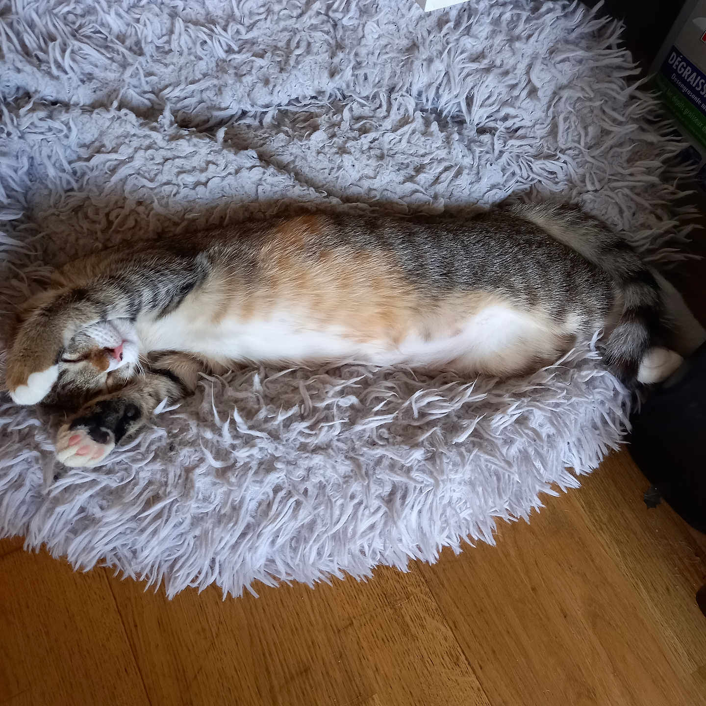 Duchesse participe au concours pour gagner de l'argent avec cette photo : animal, bed, bedroom, blanket, canine, cat, couch, cushion, dog, furniture, hardwood, homedecor, indoors, interiordesign, kitten, manx, person, pet, sleeping, wood