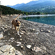 Queeny participe au concours pour gagner de l'argent avec cette photo : adventure, animal, brown_dog, canine, daytime, dog, forest, hiking, lake, landscape, mountains, nature, outdoor, rocks, rocky_shore, scenic, travel, walking, water, wildlife