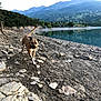 adventure, animal, brown_dog, canine, daytime, dog, forest, hiking, lake, landscape, mountains, nature, outdoor, rocks, rocky_shore, scenic, travel, walking, water, wildlife