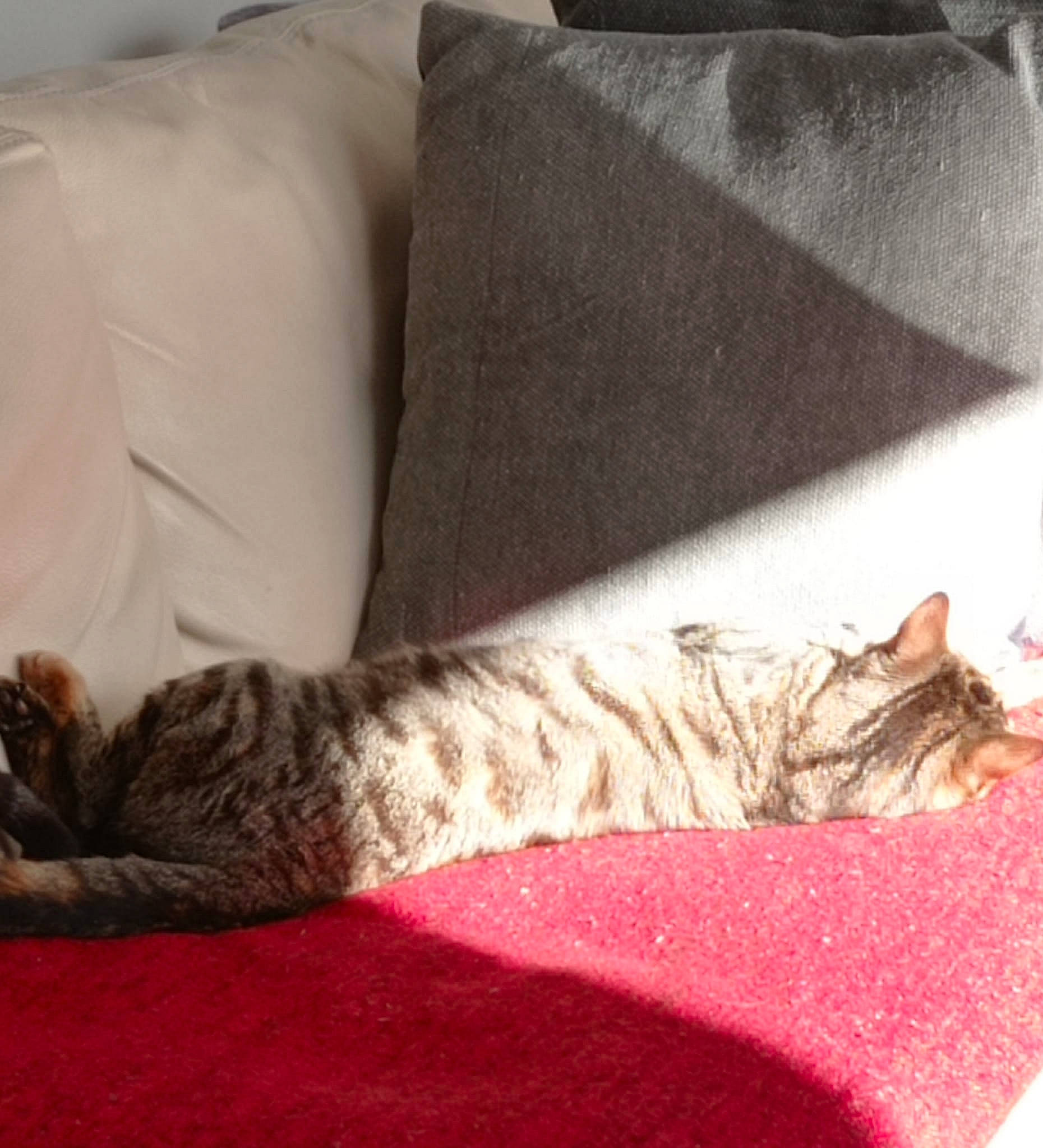 Laya participe au concours pour gagner de l'argent avec cette photo : bed, bedding, carnivore, cat, comfort, couch, domestic_short_haired_cat, felidae, flooring, fur, grey, linens, nap, room, small_to_medium_sized_cats, snout, tail, textile, whiskers, wood