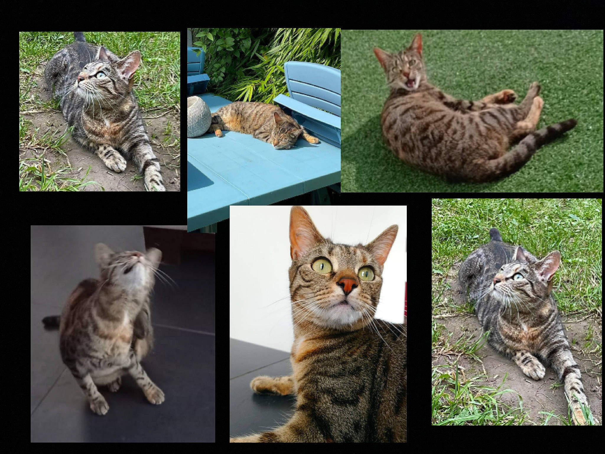 Laya a rejoint le concours — aidez-le/la à gagner de superbes lots ! adaptation, art, carnivore, cat, domestic_short_haired_cat, felidae, fur, grass, green, mammal, organism, paw, photo_caption, plant, small_to_medium_sized_cats, snout, tail, vertebrate, whiskers, wildlife