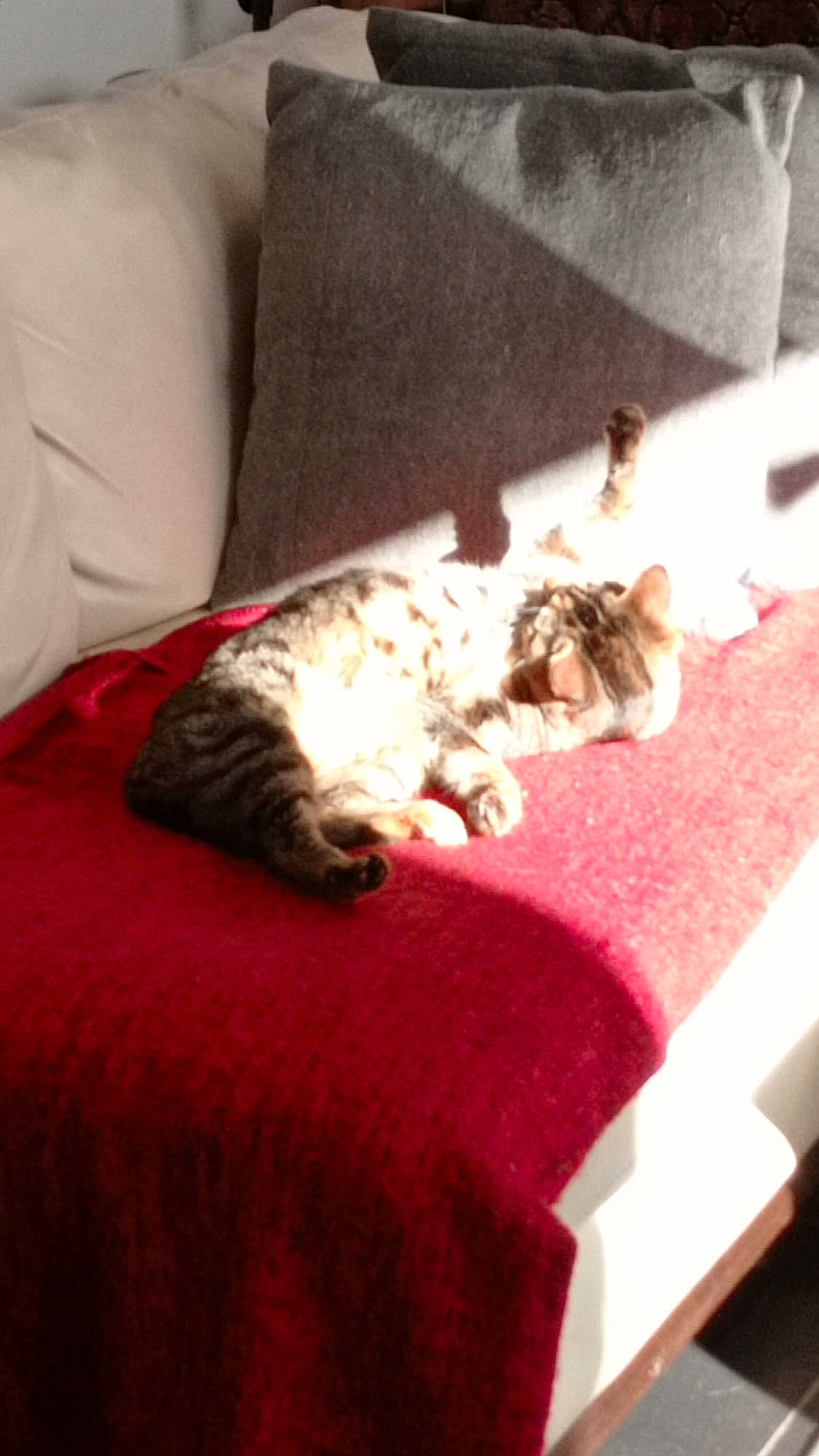 Laya a rejoint le concours — aidez-le/la à gagner de superbes lots ! bedding, canidae, carnivore, cat, comfort, couch, domestic_short_haired_cat, felidae, flooring, fur, furniture, grey, hardwood, linens, living_room, room, small_to_medium_sized_cats, tail, whiskers, wood