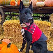 Severus joined the competition — help win amazing prizes! dog, black_dog, autumn, pumpkin, hay_bale, fall, outdoor, pet, animal, red_jacket, plaid, tongue_out, sitting, nature, seasonal, harvest, farm, rural, cute, portrait