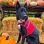 dog, black_dog, autumn, pumpkin, hay_bale, fall, outdoor, pet, animal, red_jacket, plaid, tongue_out, sitting, nature, seasonal, harvest, farm, rural, cute, portrait