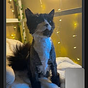 Peg is registered to the contest to win money with this photo: cat, black_and_white, furry, fluffy_blanket, indoor, fairy_lights, warm_lighting, video_call, screen_capture, pet, cozy, feline, soft_texture, home, cute, animal, relaxing, fur, whiskers, sitting